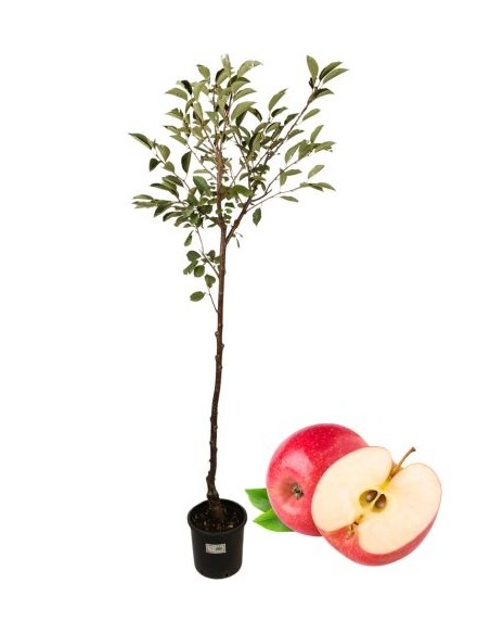 Antike Vase mit Rosen- und Apfelbaummotiv, 22