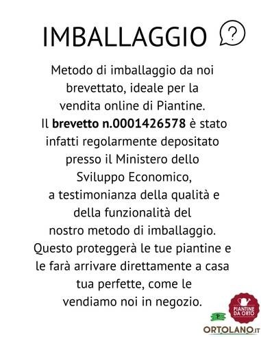 Melo Antico Del Sangue Vaso 22