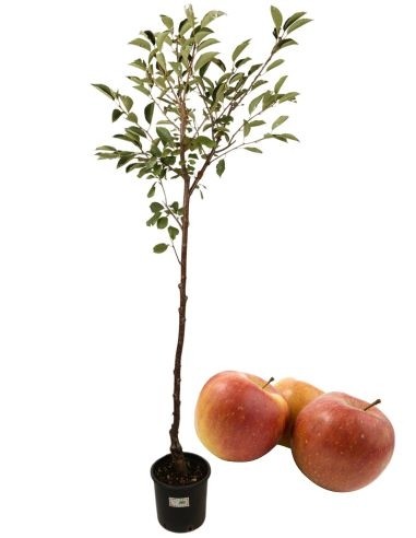 Gava Antike Apfelbaumvase 22