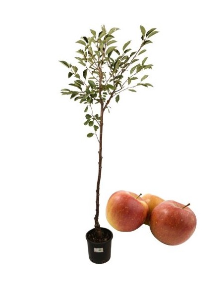 Gava Antike Apfelbaumvase 22