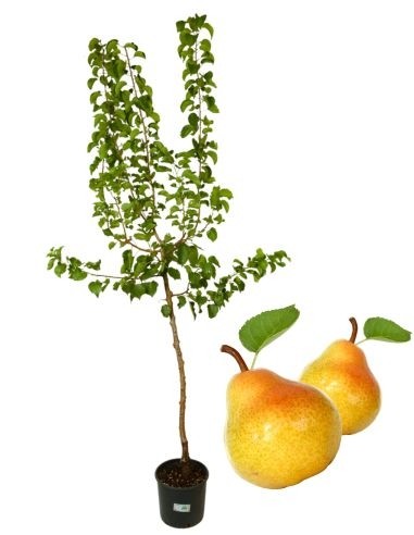 Aber Antico Figo Vase 22