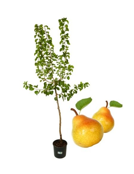 Pero Antico Figo Vaso 22