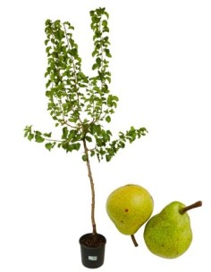 Pero Antico Trentosso Vaso 22