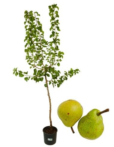 Antike Trentosso Birnenvase 22