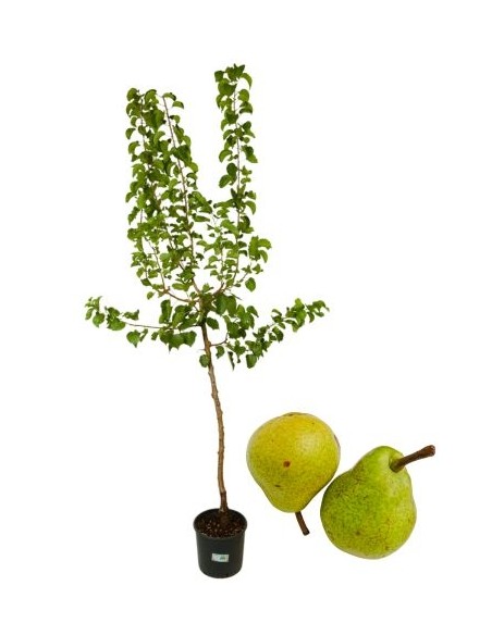 Antike Trentosso Birnenvase 22