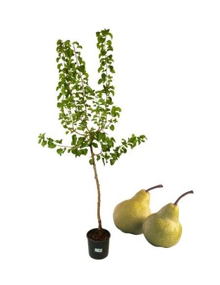 Pero Antico Bergamotto Vaso 22