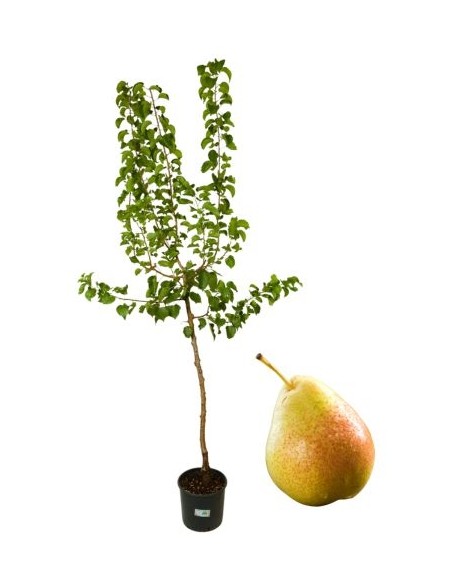 Pero Antico Gnocco Vaso 22