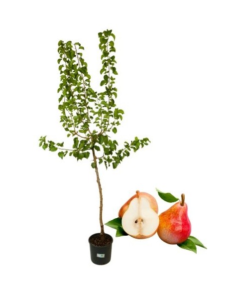 Pero Williams Rosso Vaso 22