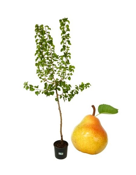 Pero Williams Vaso 22