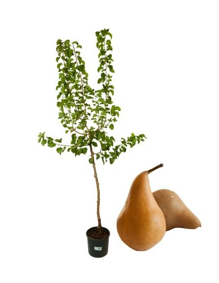 Pero Conference Vaso 22