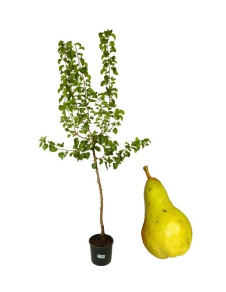 Pero Abate Fetel Vaso 22