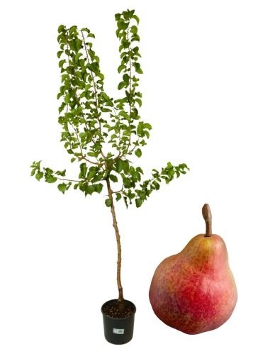 Aber Dekan des Comitium Vase 22