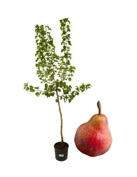 Pero Decana del Comizio Vaso 22