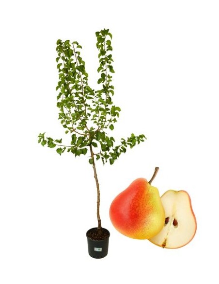 Pero Moscatello Vaso 22