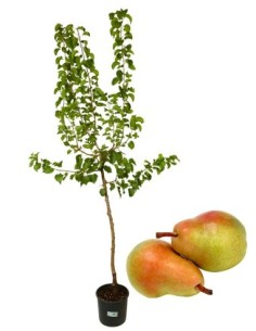 Morettini Frühe Birnenvase 22