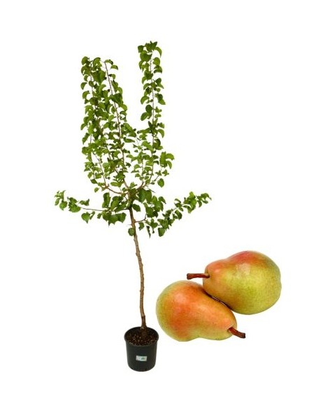 Morettini Frühe Birnenvase 22