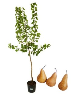 Uralter Birnbaum Misso