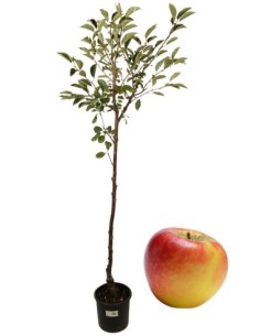 Wunderschöner Apfelbaum im Wald
