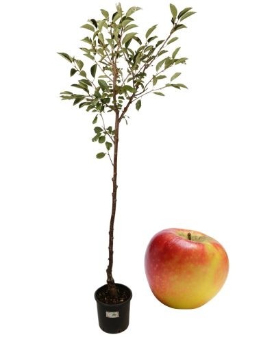 Wunderschöner Apfelbaum im Wald