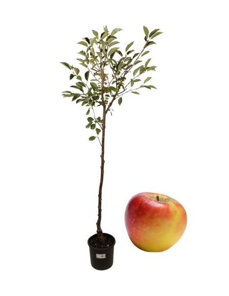 Melo bella del giardino 