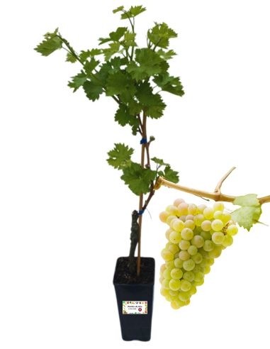 Angela Vite 5L Glas