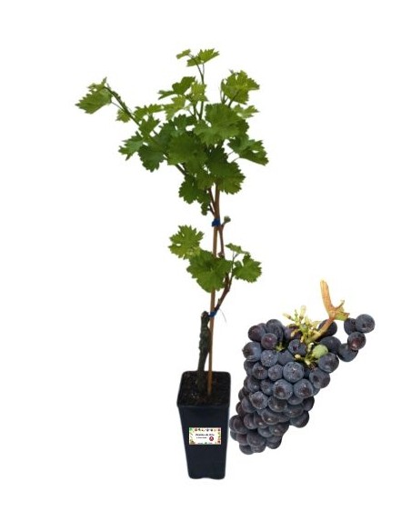 Esther Vite da Tavola Vaso 2L