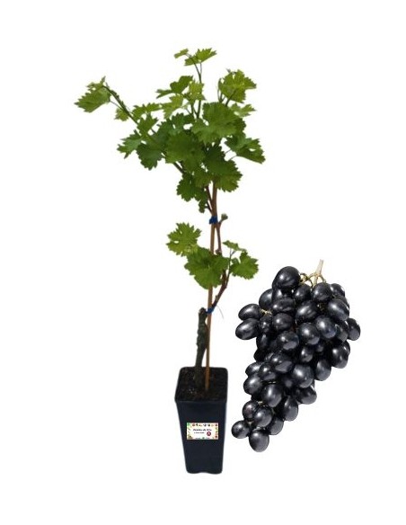 Michele Palieri Vite Vaso 2L