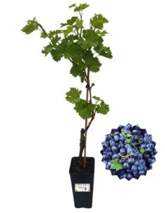 Muscat Bleu ( nero )Vaso 2L