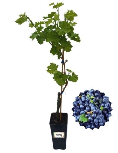 Muscat Bleu (Nero) 2L Vase