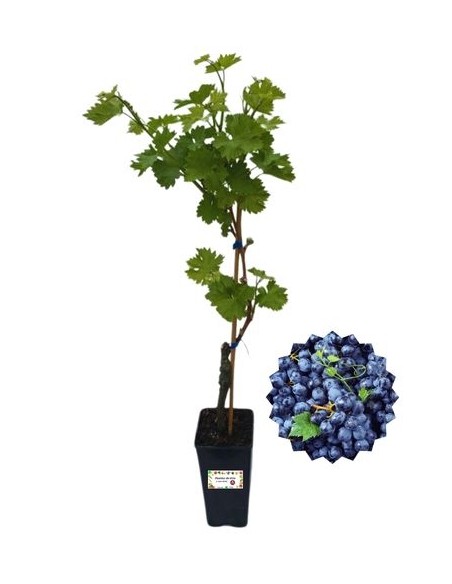 Muscat Bleu ( nero )Vaso 2L