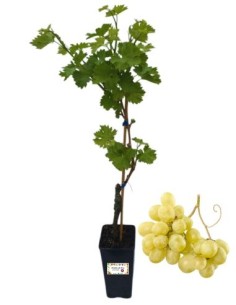 Königin von Florenz 2-Liter-Glas
