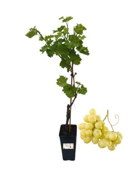 Königin von Florenz 2-Liter-Glas