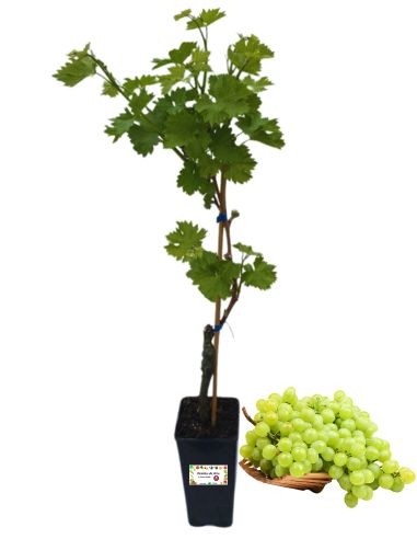 S.Anna di Lipsia Vaso 2L