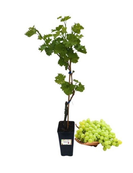 S.Anna di Lipsia Vaso 2L