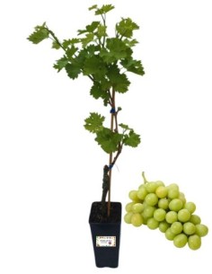 Zibibbo 5L-Glas