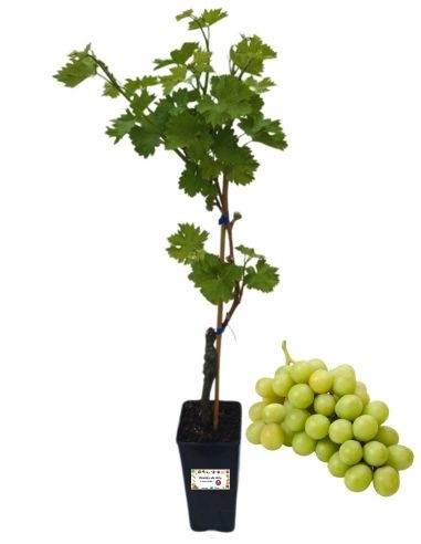 Zibibbo 5L-Glas