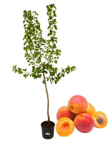 Früher Aprikosentopf 22