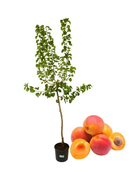 Früher Aprikosentopf 22