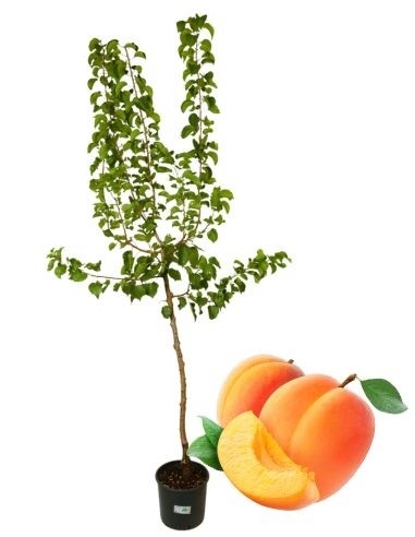 Mittelfrühe Aprikosen-Topf 22