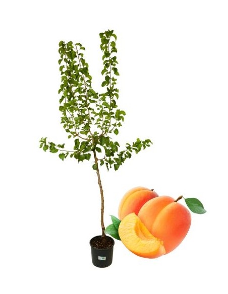 Mittelfrühe Aprikosen-Topf 22