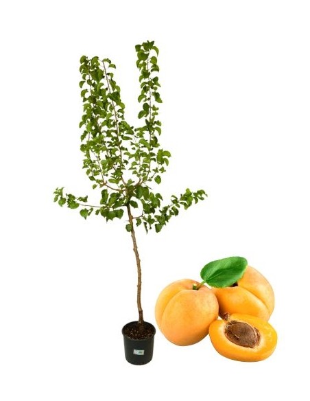 Späte Aprikose Topf 22