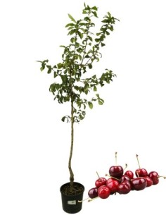 Kirschbusch Karminrot Topf 22