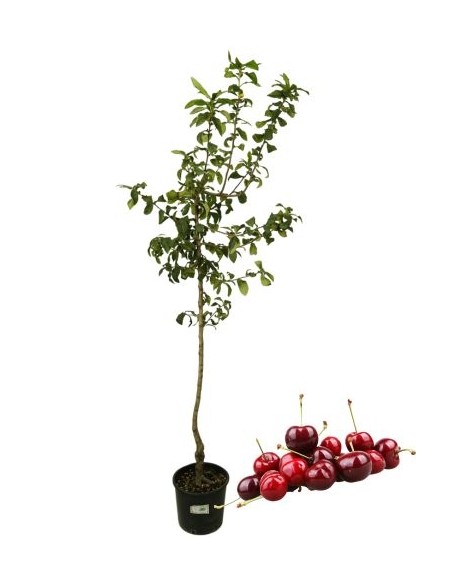 Kirschbusch Karminrot Topf 22