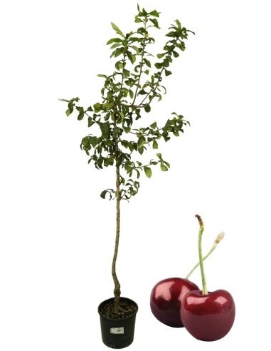 Cherry Van Bigareau Vase 22