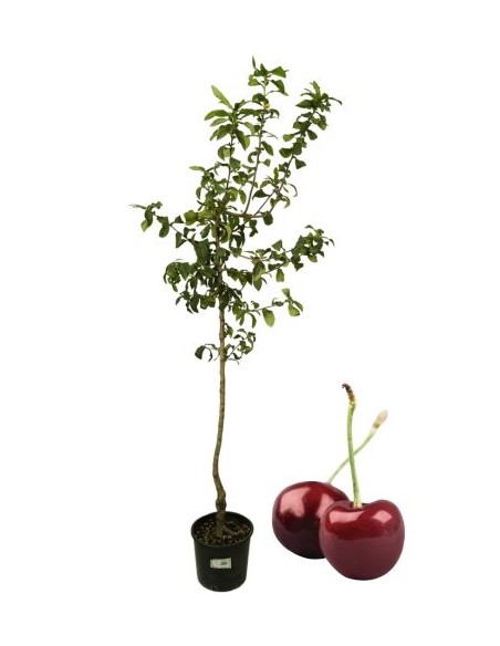 Cherry Van Bigareau Vase 22
