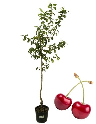 Bigareau Moreau Kirschvase 22