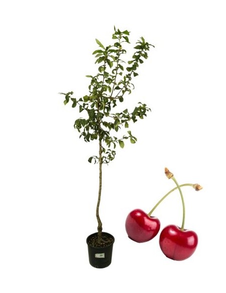 Ciliegio Bigareau Moreau Vaso 22