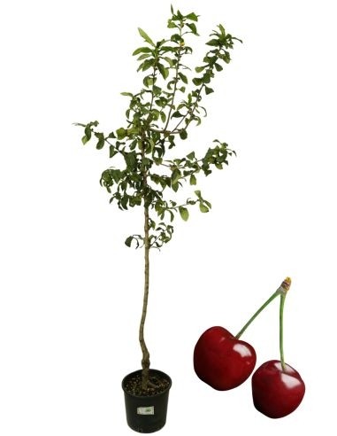 Kirsche Bigareau Burlat Vase 22