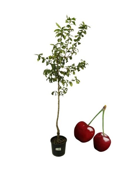 Kirsche Bigareau Burlat Vase 22