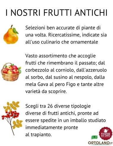 Ciliegio Bigareau Burlat Vaso 22